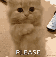 Cute Cat Begging
